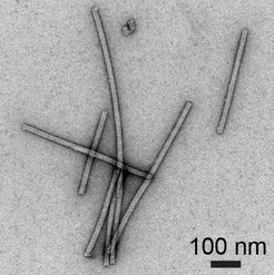 Transmission electron microscope image of the tobacco mosaic virus collected from the ablation plume generated by the PIRL laser. The structure of the viral particles is maintained after the PIRL ablation.