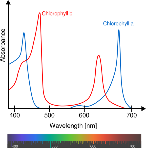 absorption spectrum of chlorophyll experiment